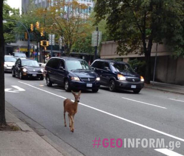 deer on the streets of Toronto - Geoinform.ge